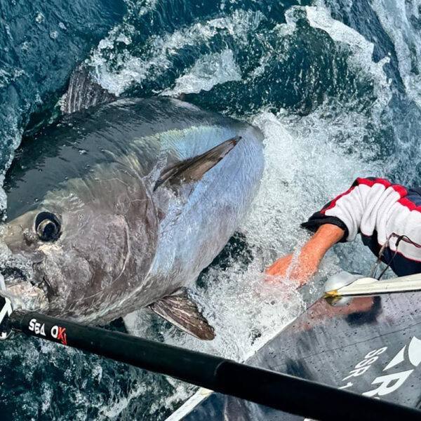 Bluefish Tuna Fishing Day ticket with Sporting Charters worth £1250