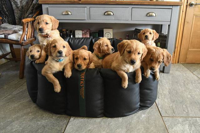 Tuffies Nest Bed + Extra Fleece RRP £394 - Image 2