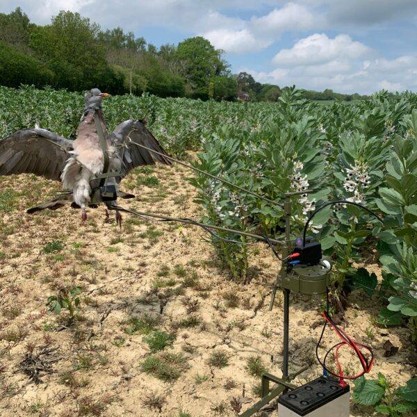 Flightline Sidewinder Crop Decoy System RRP £330 - FREE TO ENTER